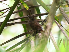 Syndactyla subalaris