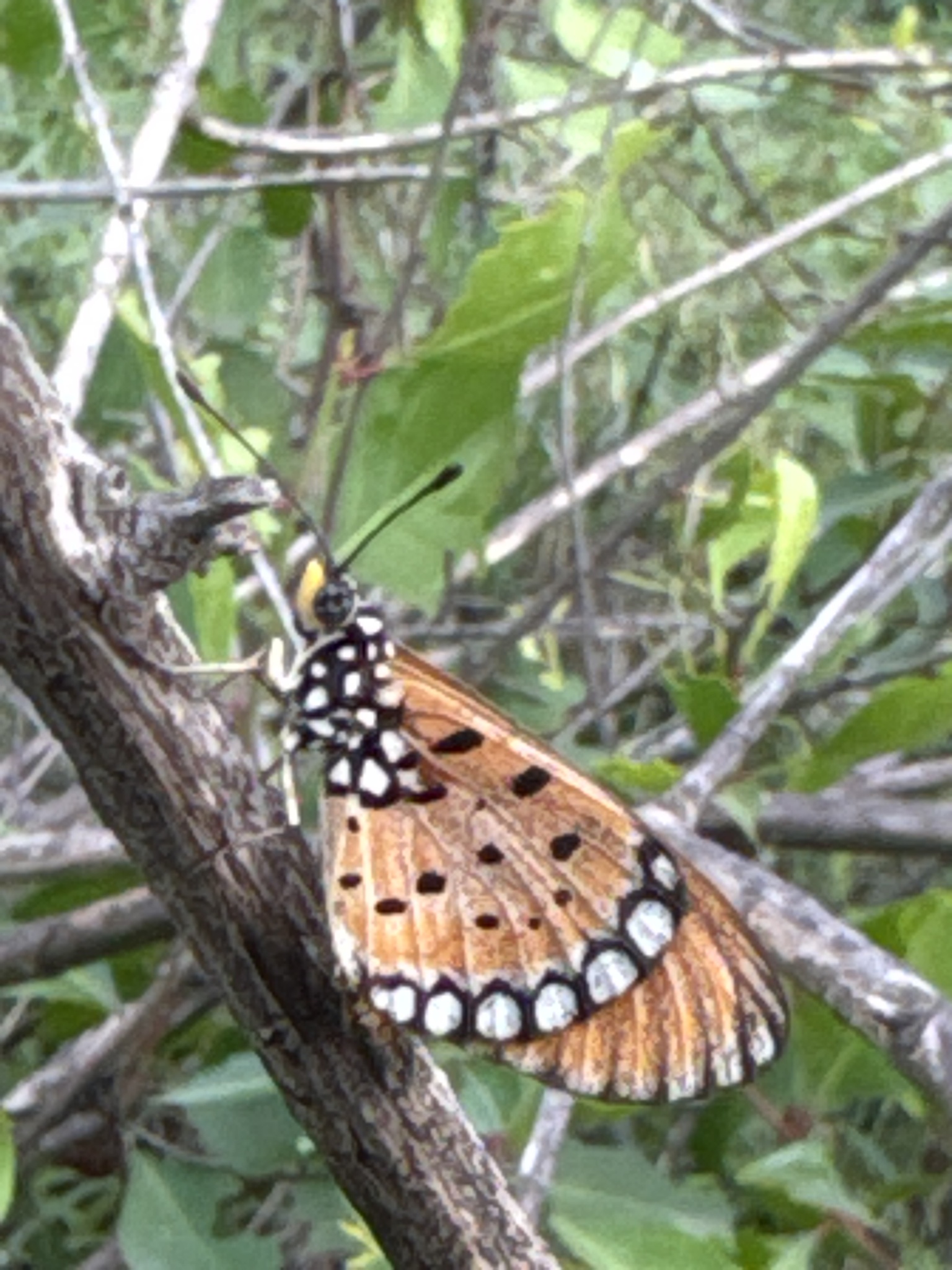 Tawny Coster