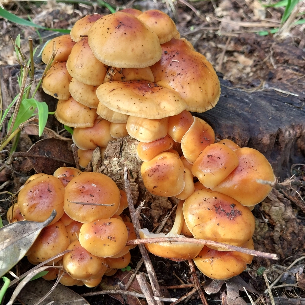 Flammulina velutipes · June 2025 · photo: © kiwialli (iNaturalist, cc-by)