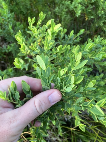 Arcadian St. johnswort (Hypericum edisonianum)