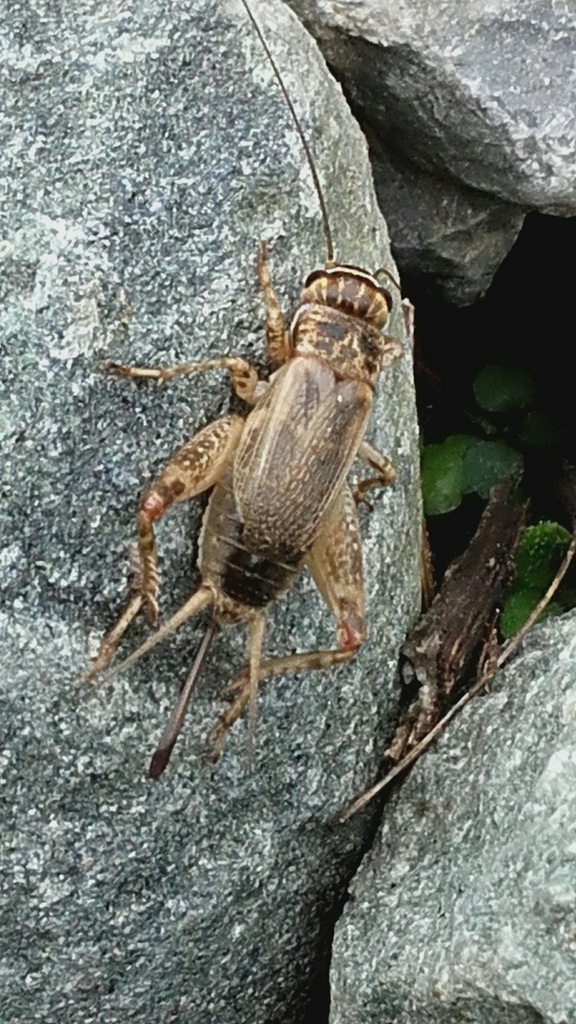 Eumodicogryllus
