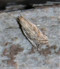 Helcystogramma chambersella
