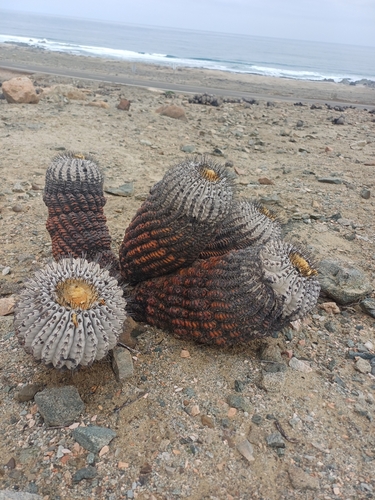 Copiapoa gigantea