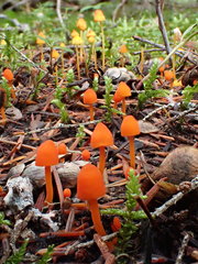 Mycena strobilinoidea