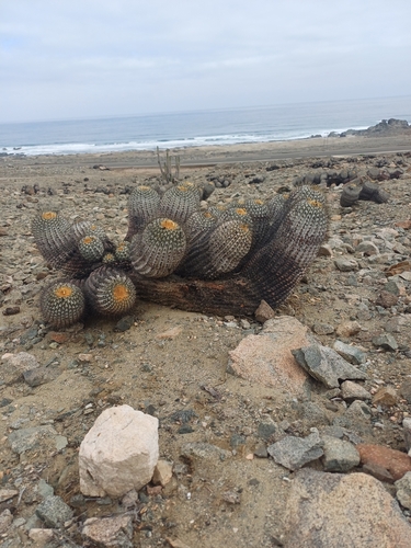 Copiapoa gigantea