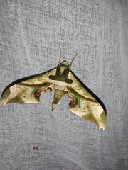 Adhemarius dariensis