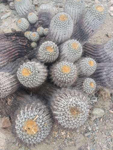Copiapoa gigantea