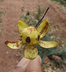 Ochna obtusata