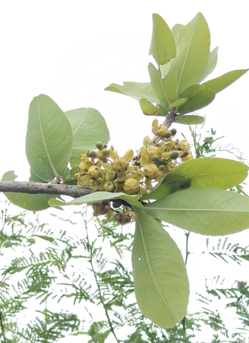 Ochna obtusata, photograph 2
