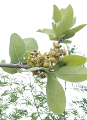 Ochna obtusata, photograph (c) Harsha Jayaramaiah, some rights reserved (CC BY)