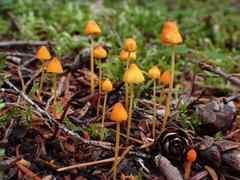 Mycena strobilinoidea