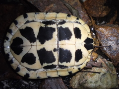 Southeast Asian Box Turtle photo 4