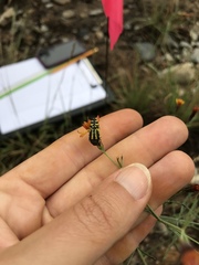 Acmaeodera amplicollis