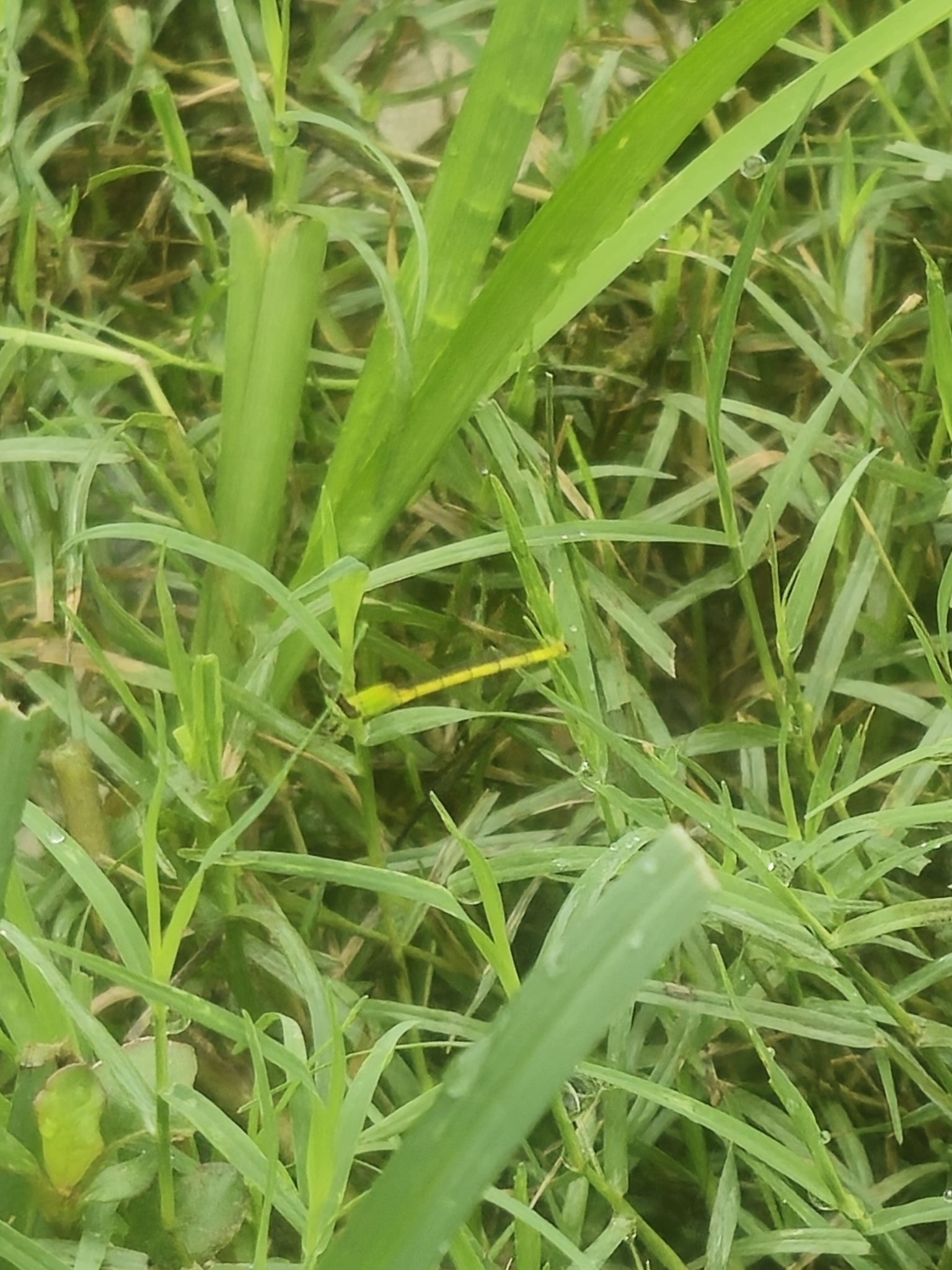 Indian Hooded Dartlet