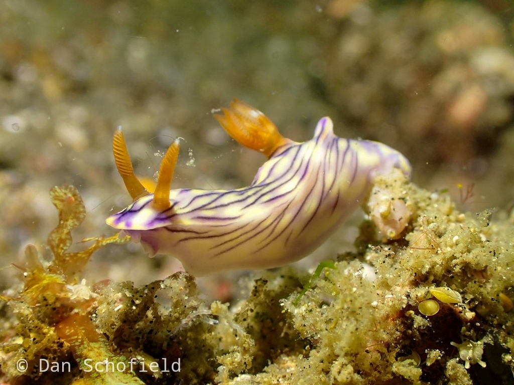 Zephyr Hypselodoris