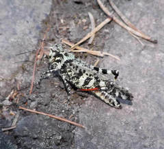 Spharagemon marmorata marmorata