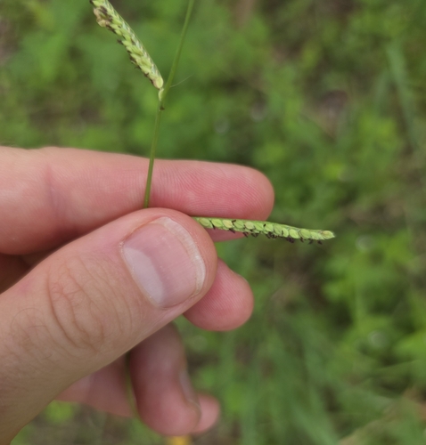 Longtom (Paspalum denticulatum)