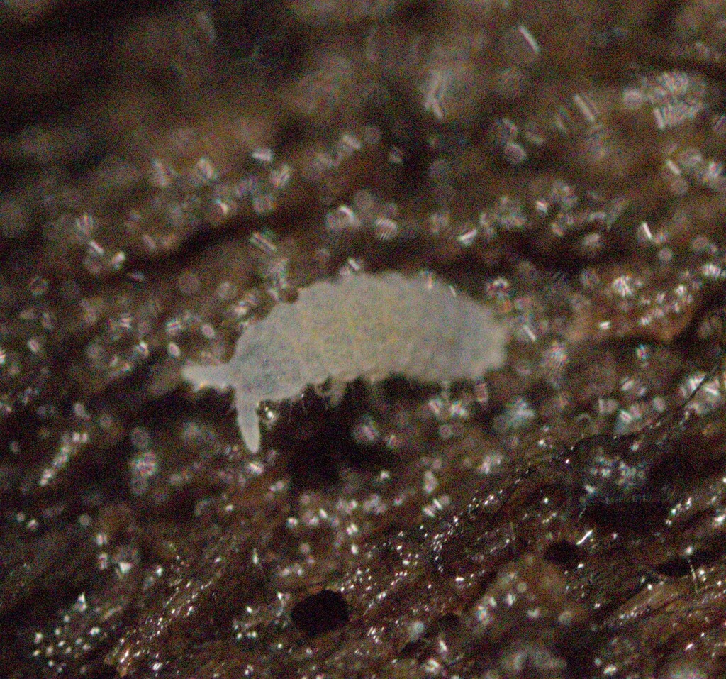 Sensillanura caeca