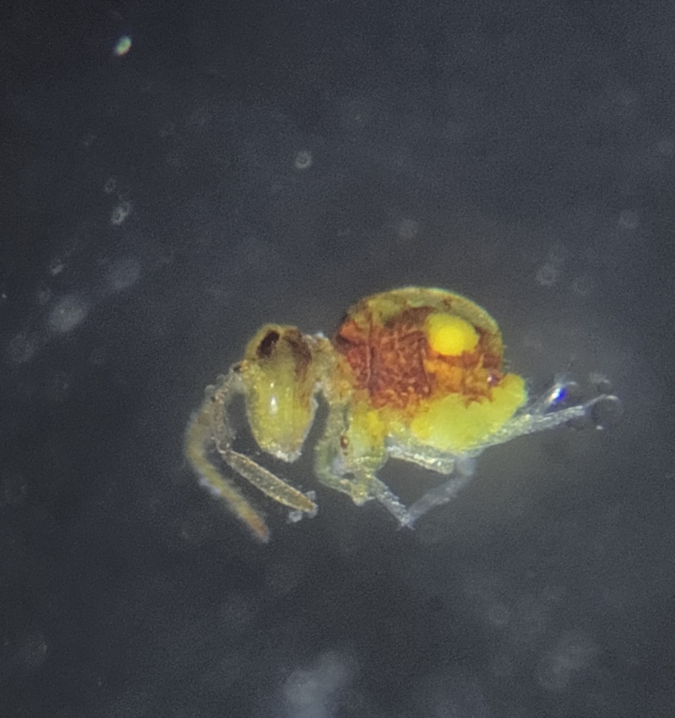 Sphaeridia serrata