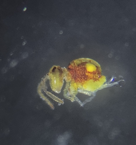 Sphaeridia serrata