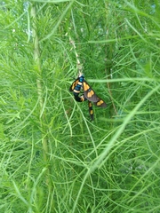 Euchromia horsfieldi