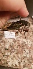 Neotibicen lyricen