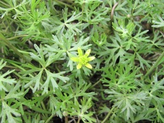 Ranunculus inundatus