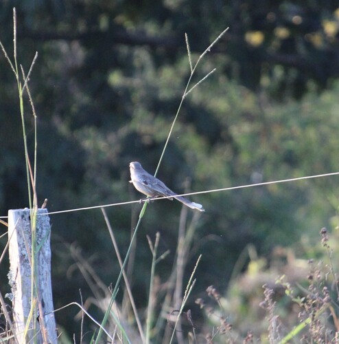Chalk-browed Mockingbird