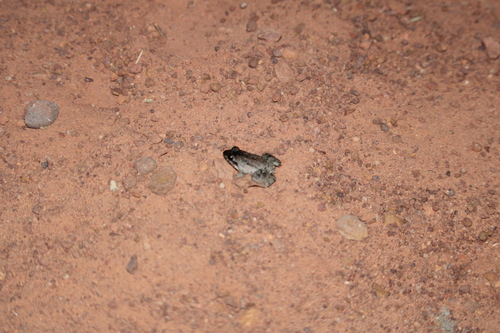 Pointedbelly Frog