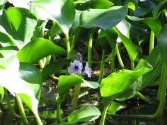 Pontederia azurea