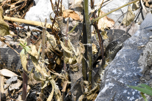 Northern Water Snake