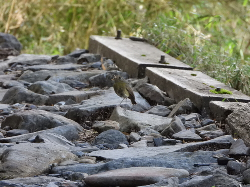 Taiwan Bush Robin (Tarsiger formosanus), photo 2