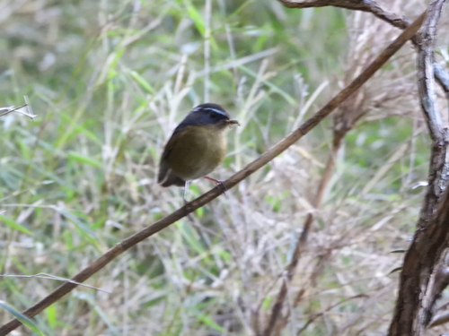 Taiwan Bush Robin (Tarsiger formosanus)