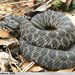 Massasauga - Photo (c) Andrew Hoffman, some rights reserved (CC BY-NC-ND)