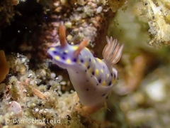 Hypselodoris roo