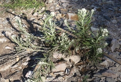 Pseudognaphalium leucocephalum