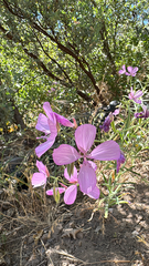 Clarkia dudleyana, photograph (c) Gregory Wada, some rights reserved (CC BY)