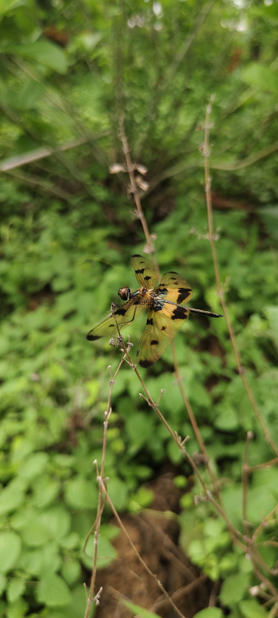 Common Picture Wing