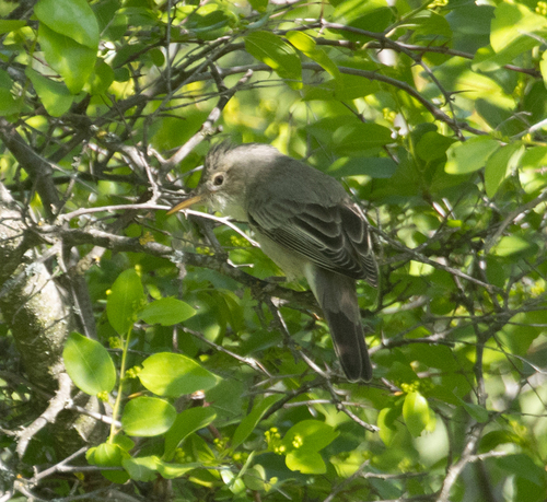 Olive-tree Warbler (Hippolais olivetorum)