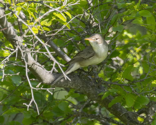 Olive-tree Warbler (Hippolais olivetorum), photo 2