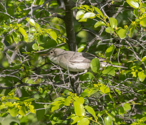 Olive-tree Warbler (Hippolais olivetorum), photo 8