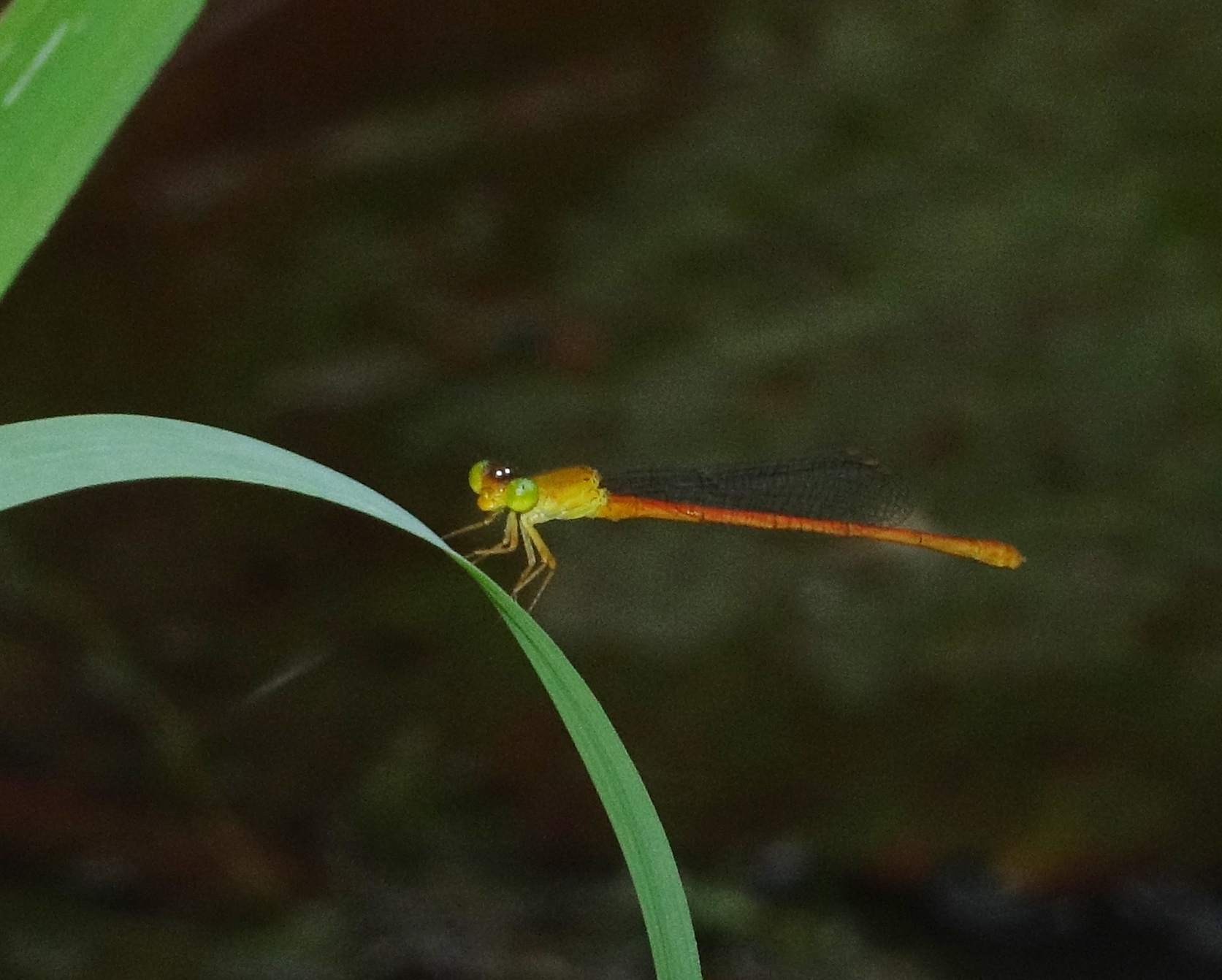 Orange Marsh Dart
