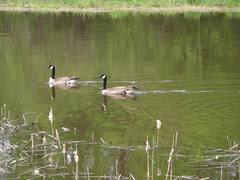 Branta canadensis