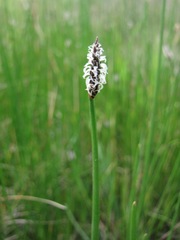 Eleocharis acuta