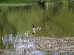 Branta canadensis