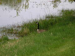 Branta canadensis