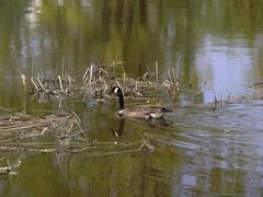 Branta canadensis