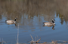 Branta canadensis