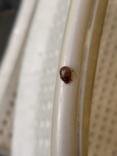 Australian Tortoise Beetle