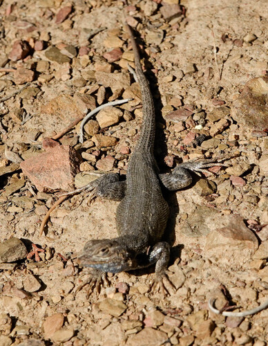 iNaturalist observation photo of Common Sagebrush Lizard